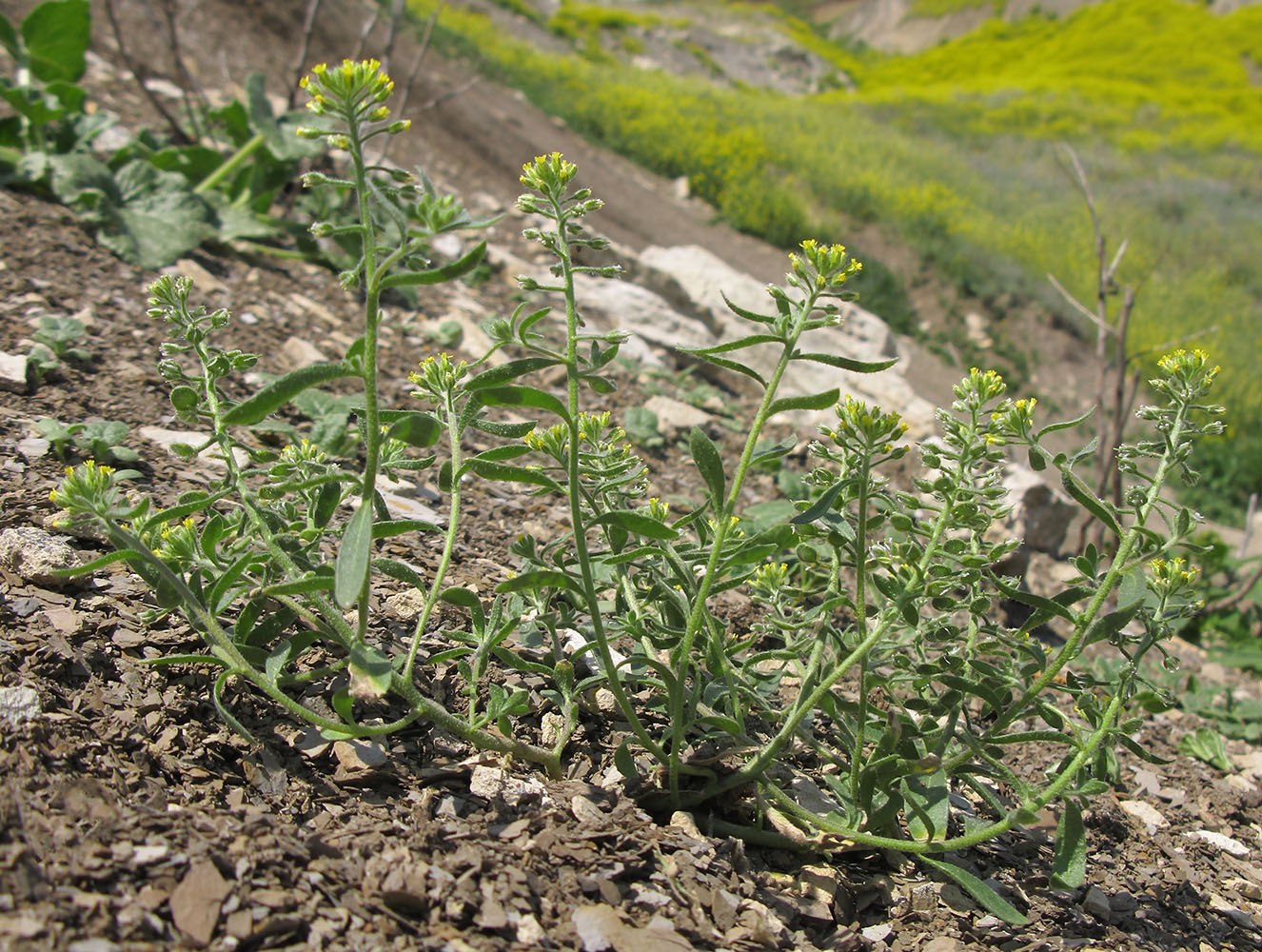 Image of Alyssum alyssoides specimen.