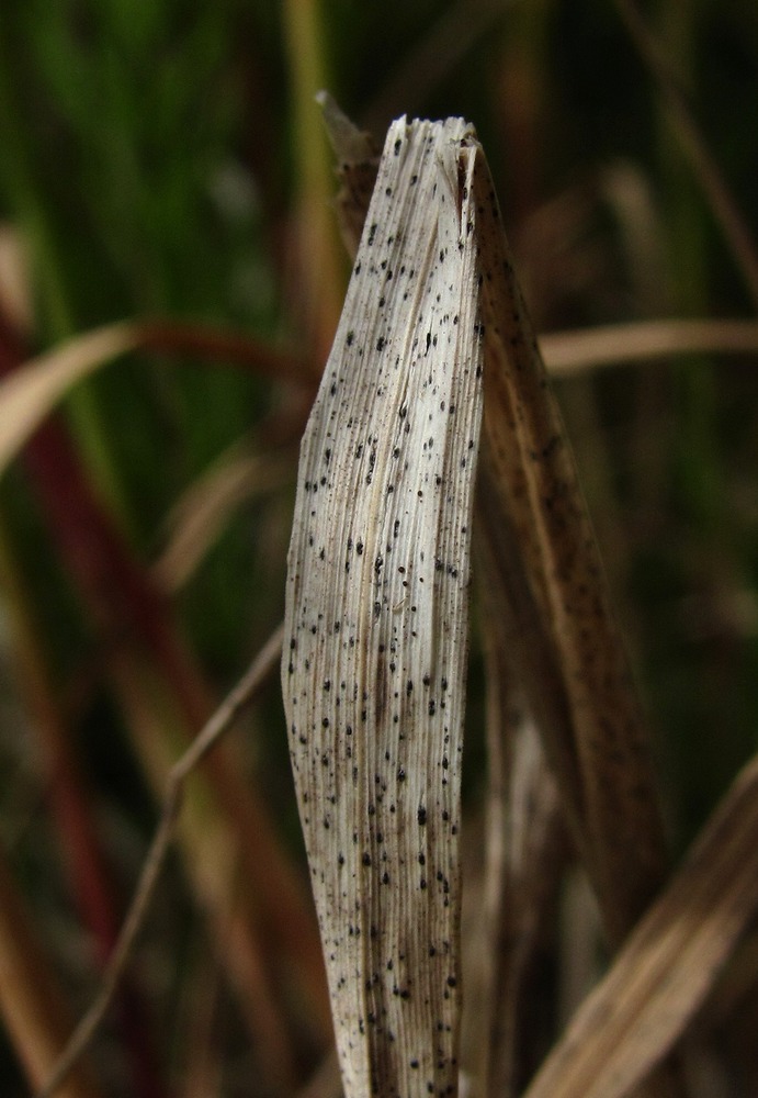 Image of Calamagrostis langsdorffii specimen.