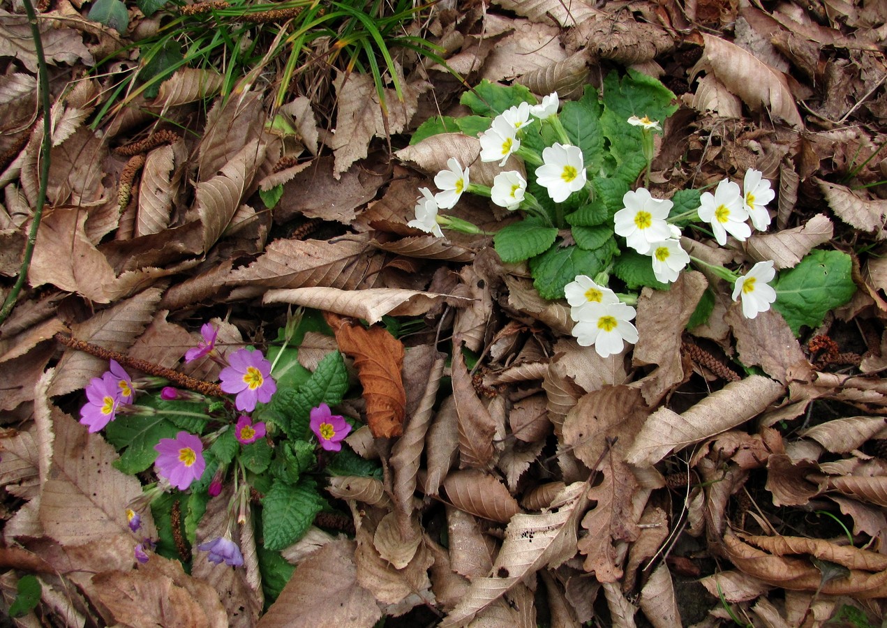 Изображение особи Primula vulgaris.