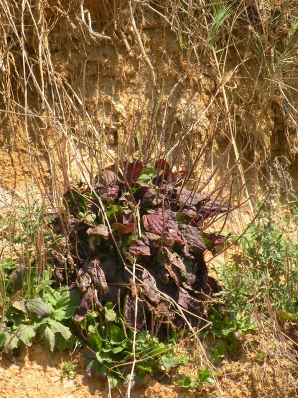 Image of Plantago major specimen.