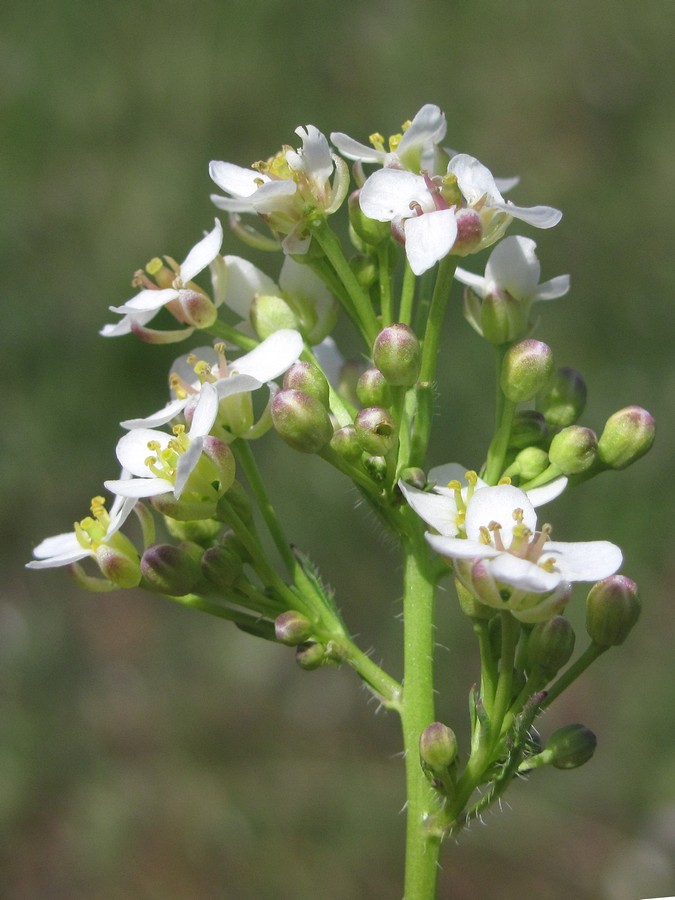 Image of Crambe aspera specimen.