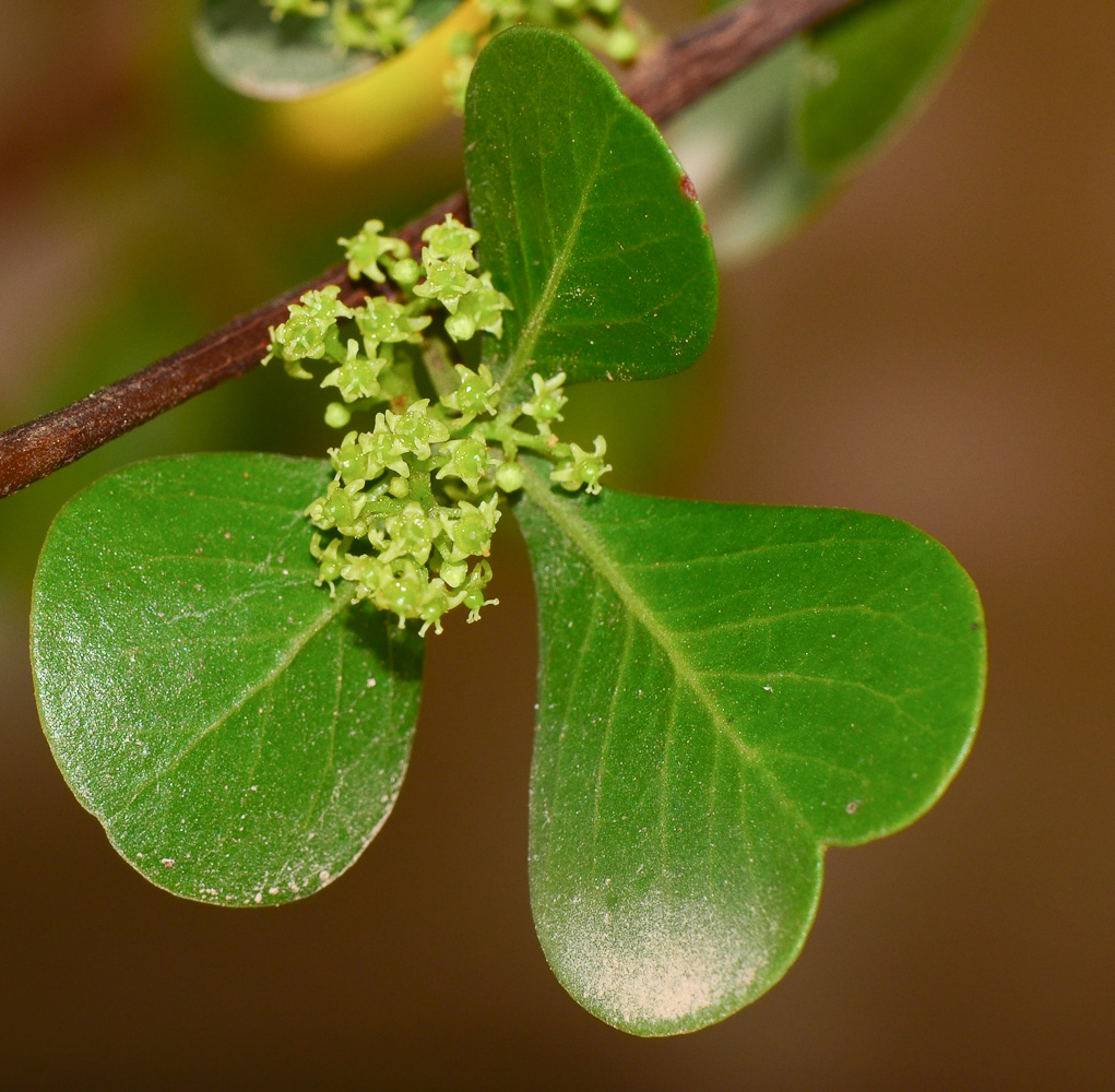 Image of Rhus laevigata specimen.