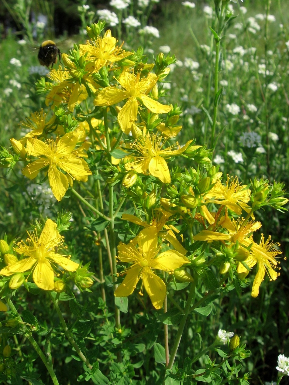 Image of Hypericum perforatum specimen.