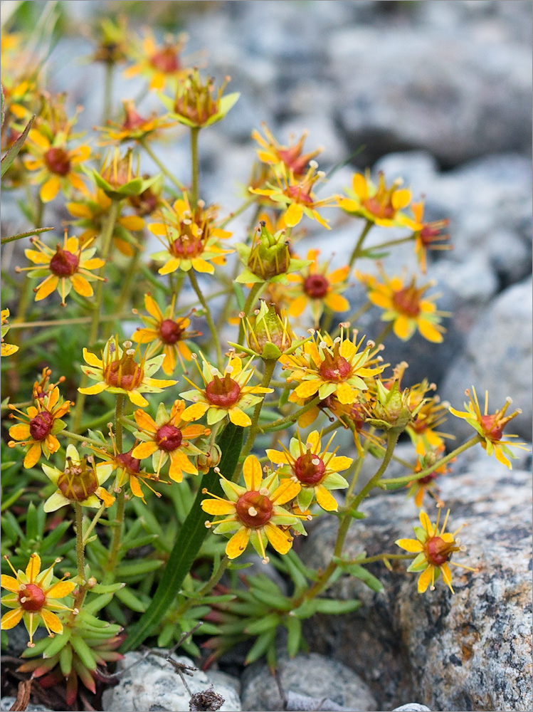 Изображение особи Saxifraga aizoides.