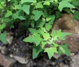 Chenopodium bryoniifolium