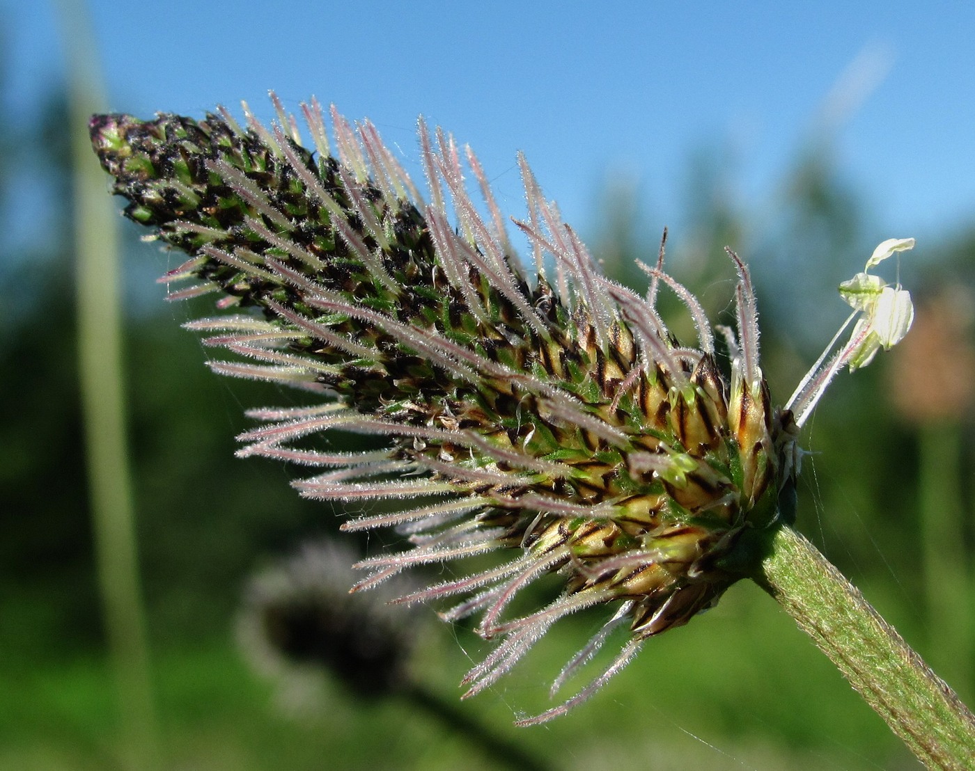 Изображение особи Plantago lanceolata.