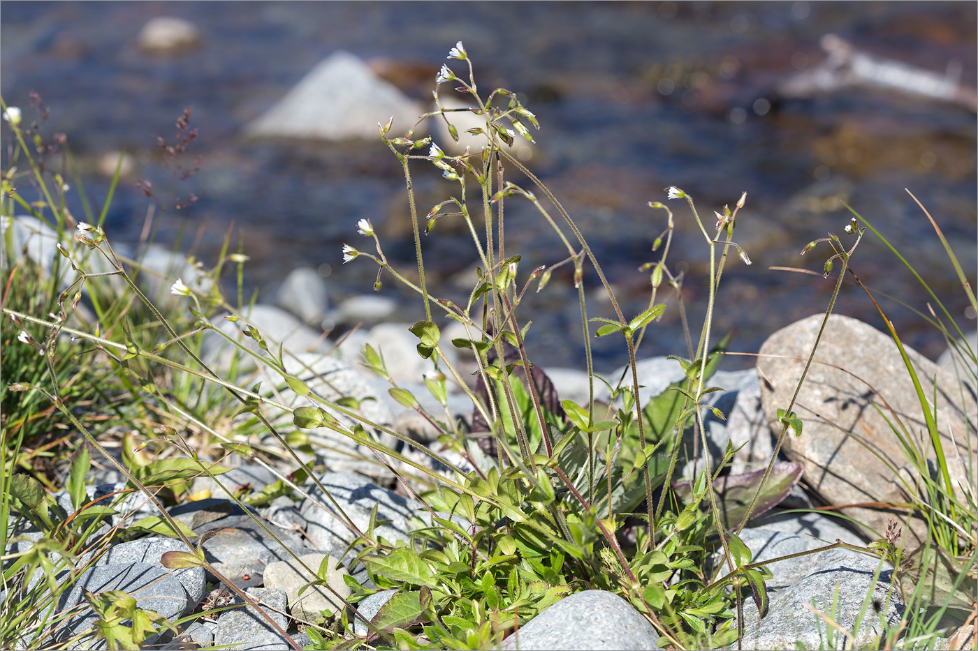 Image of genus Cerastium specimen.