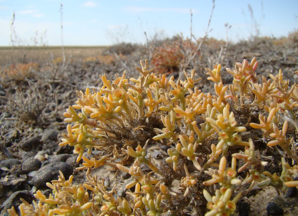 Image of genus Arthrophytum specimen.