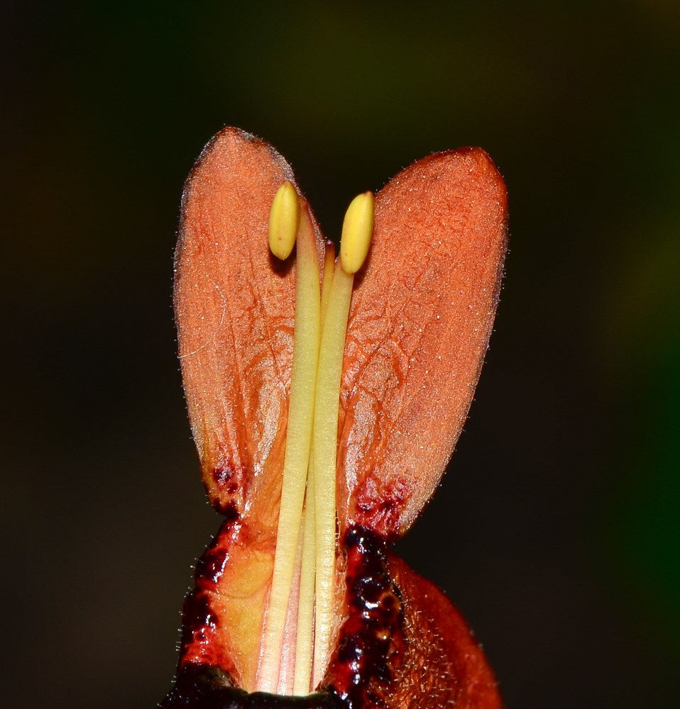 Image of Ruttya fruticosa specimen.