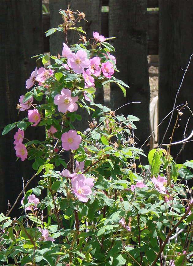 Изображение особи Rosa acicularis.