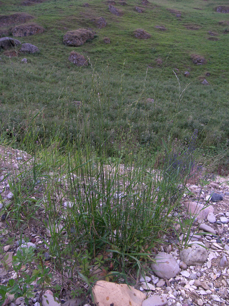 Image of Elytrigia pseudocaesia specimen.