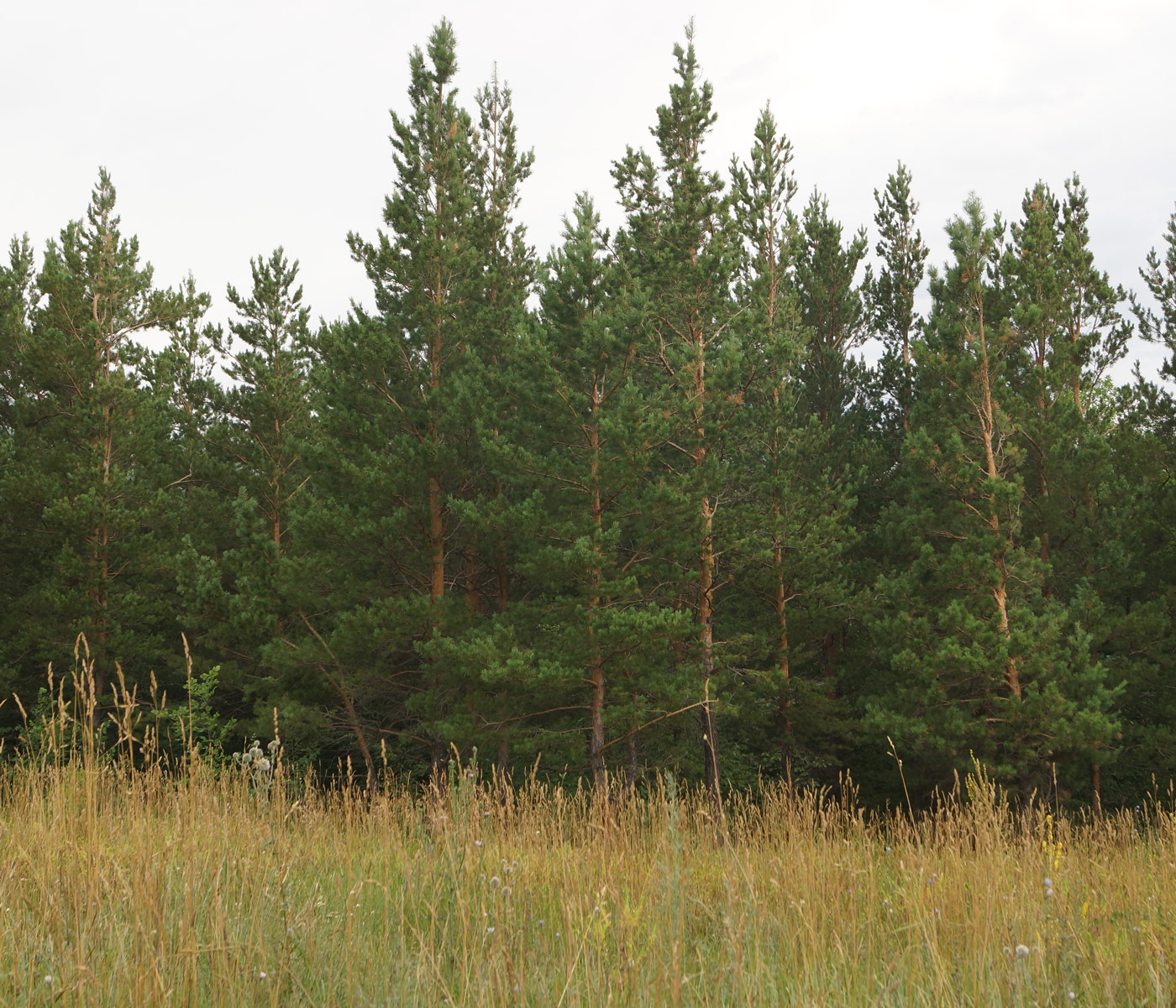 Изображение особи Pinus sylvestris.