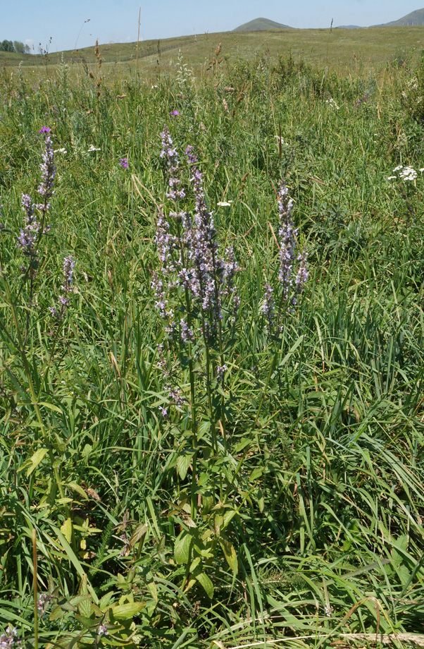 Image of Nepeta nuda specimen.