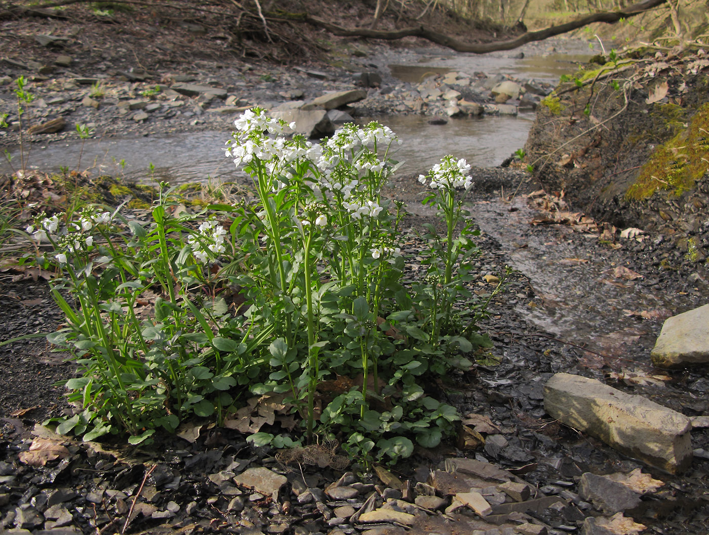 Изображение особи Cardamine tenera.