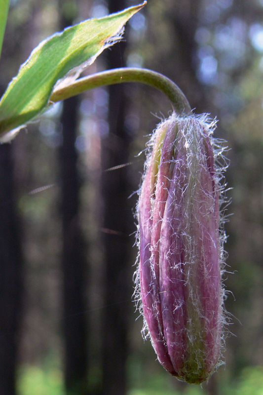 Image of Lilium pilosiusculum specimen.