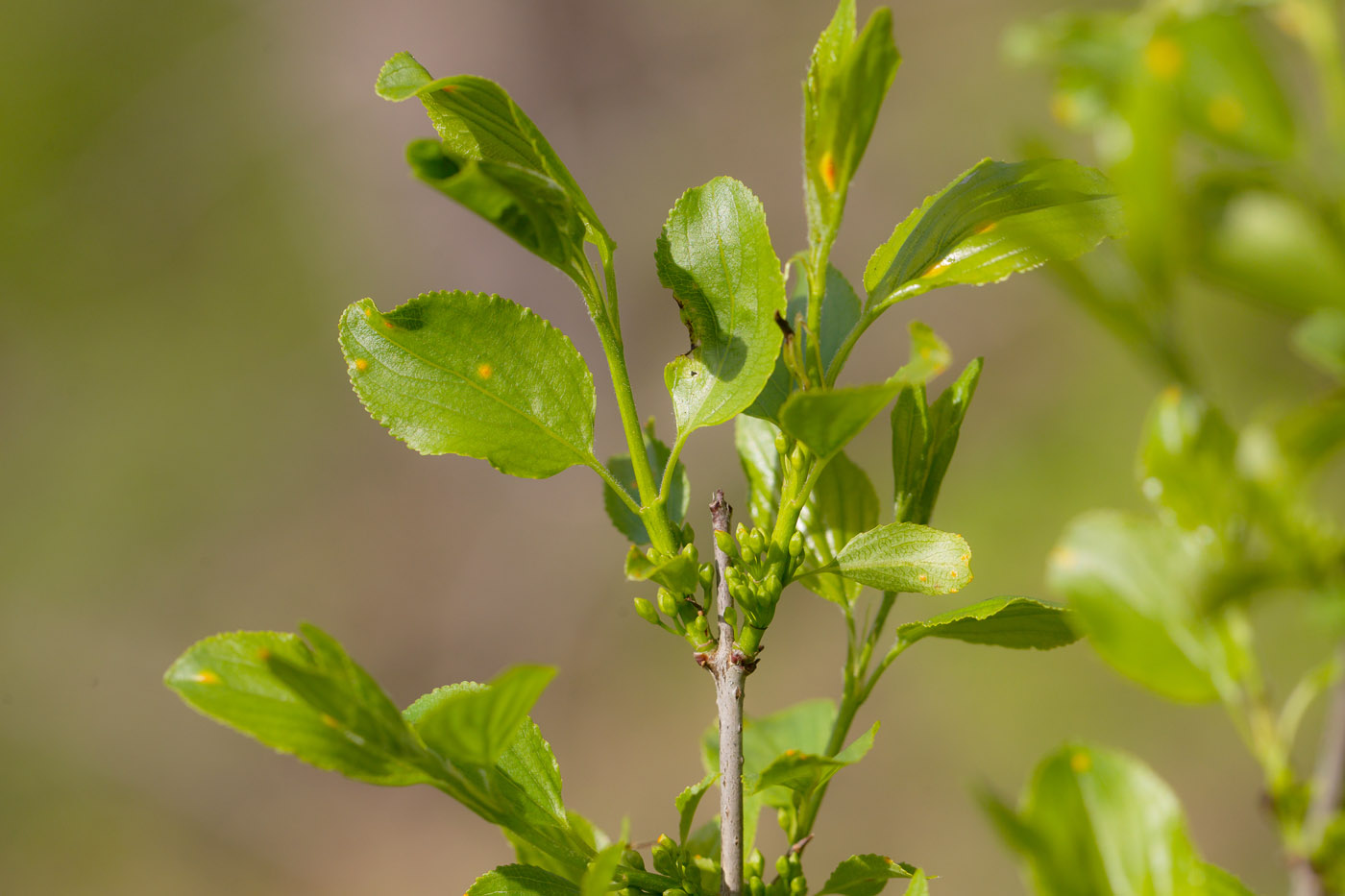 Image of Rhamnus cathartica specimen.