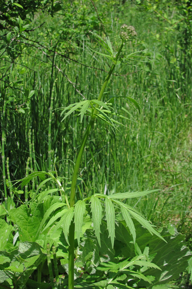 Image of Valeriana grossheimii specimen.