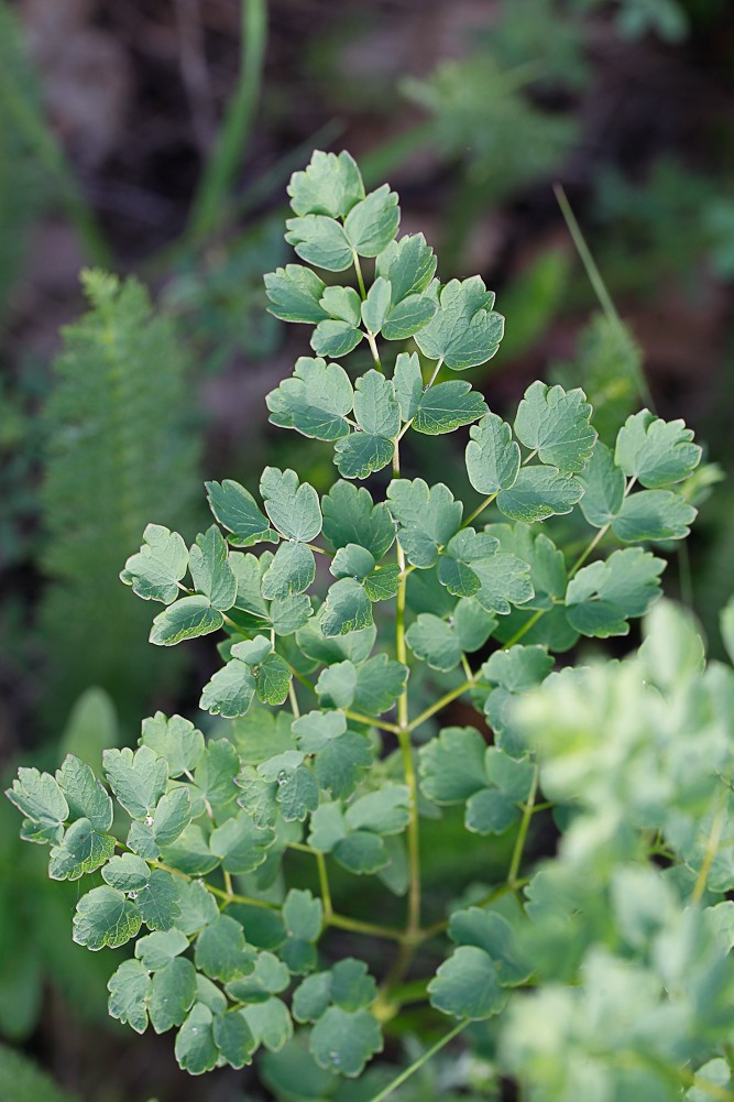 Image of Thalictrum minus specimen.