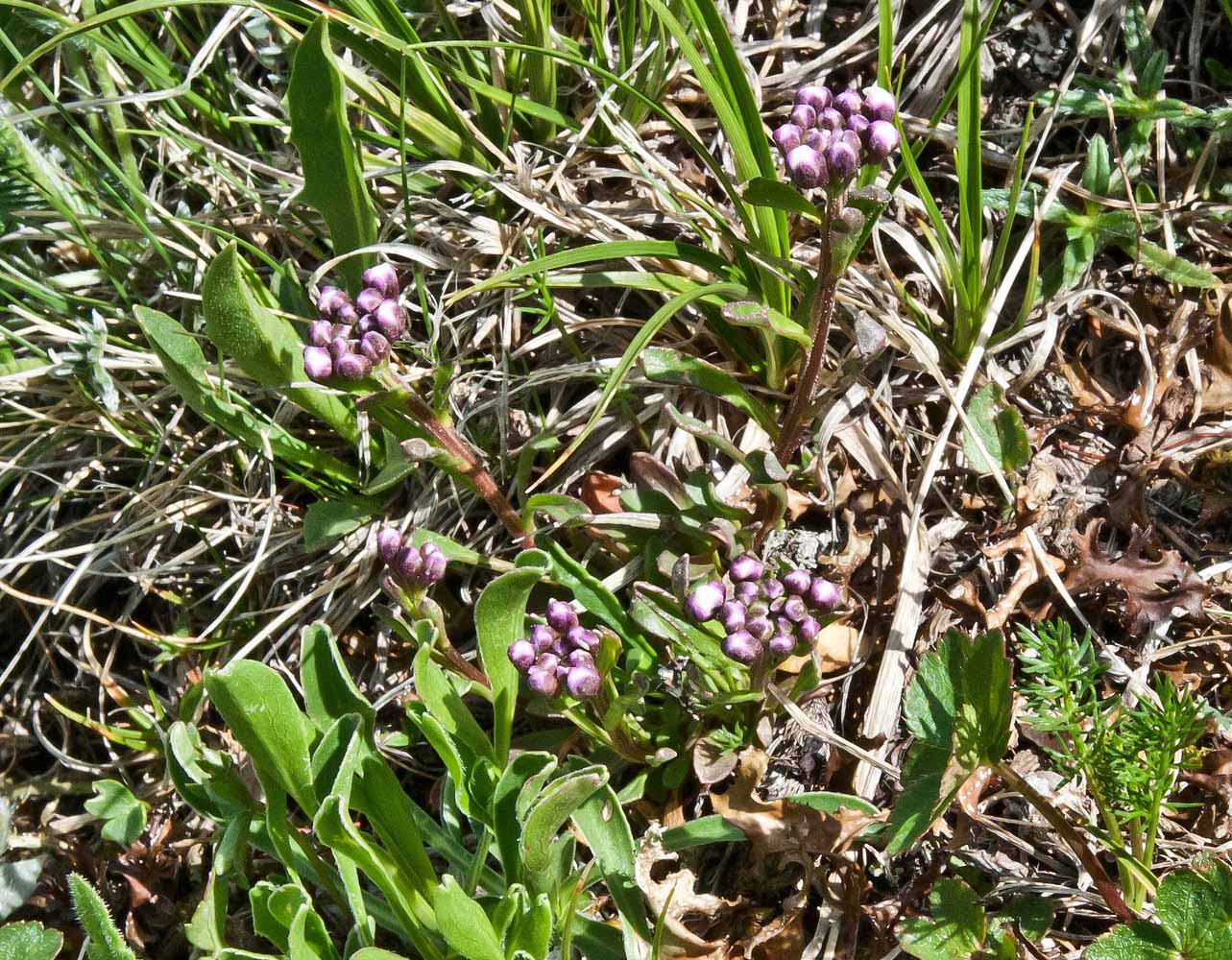 Изображение особи Iberis simplex.