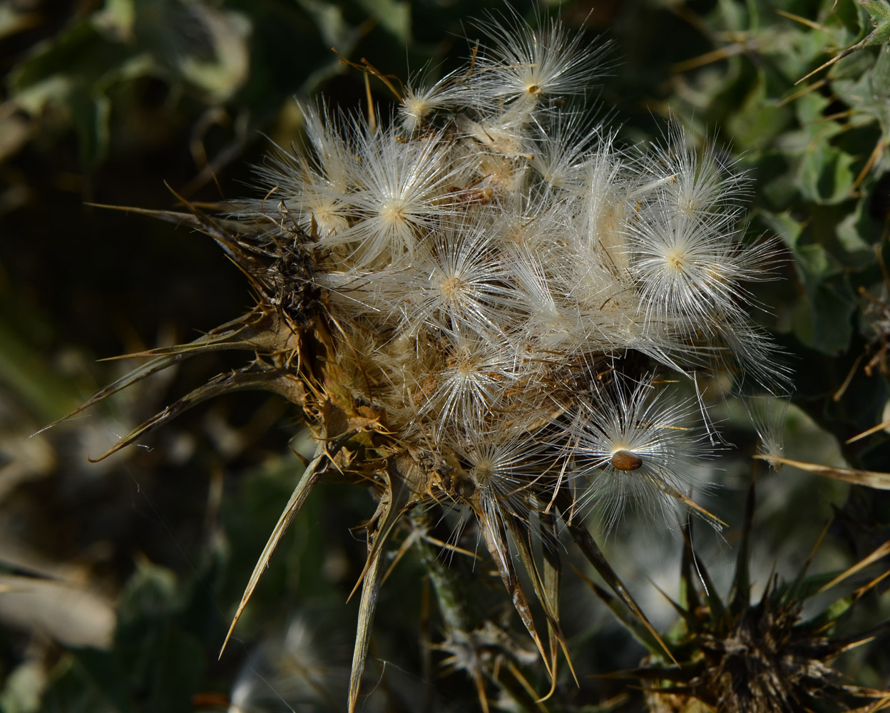 Image of Silybum marianum specimen.