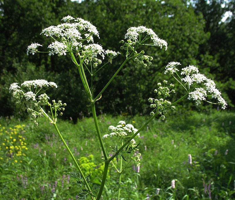 Image of Anthriscus sylvestris specimen.