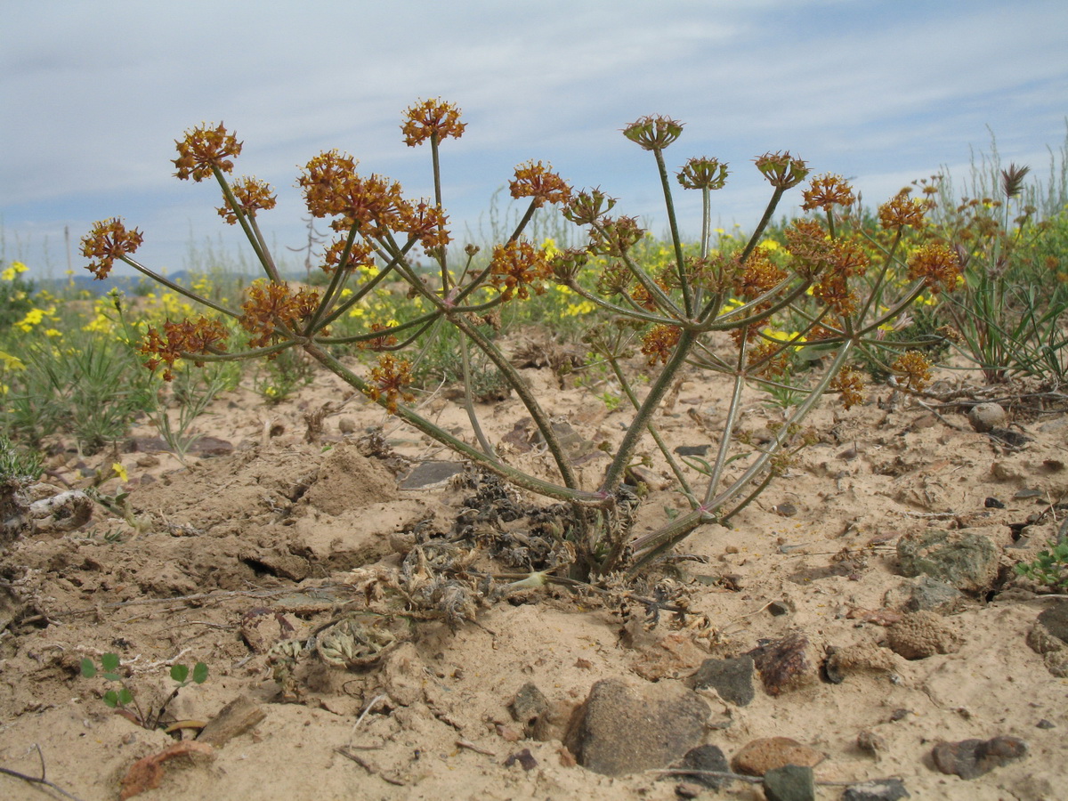 Image of Ferula sugatensis specimen.