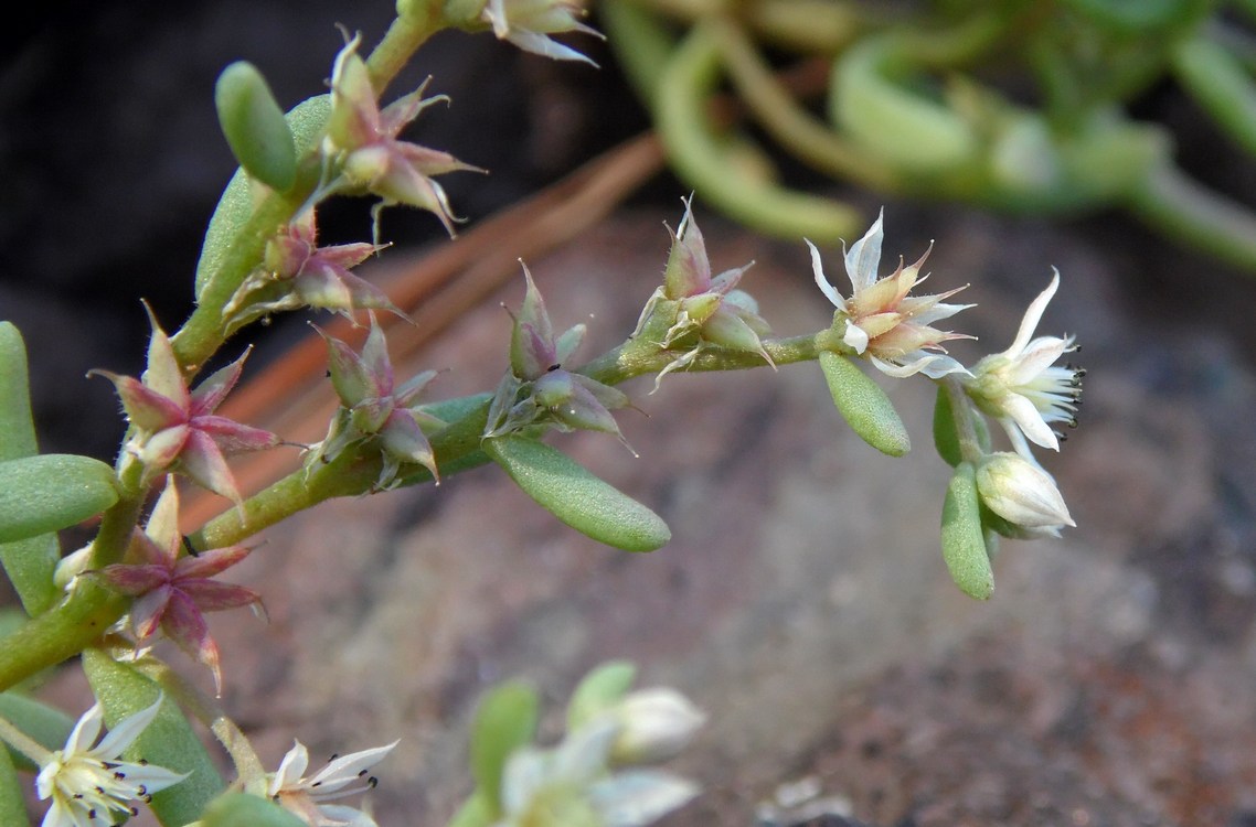 Изображение особи Sedum hispanicum.