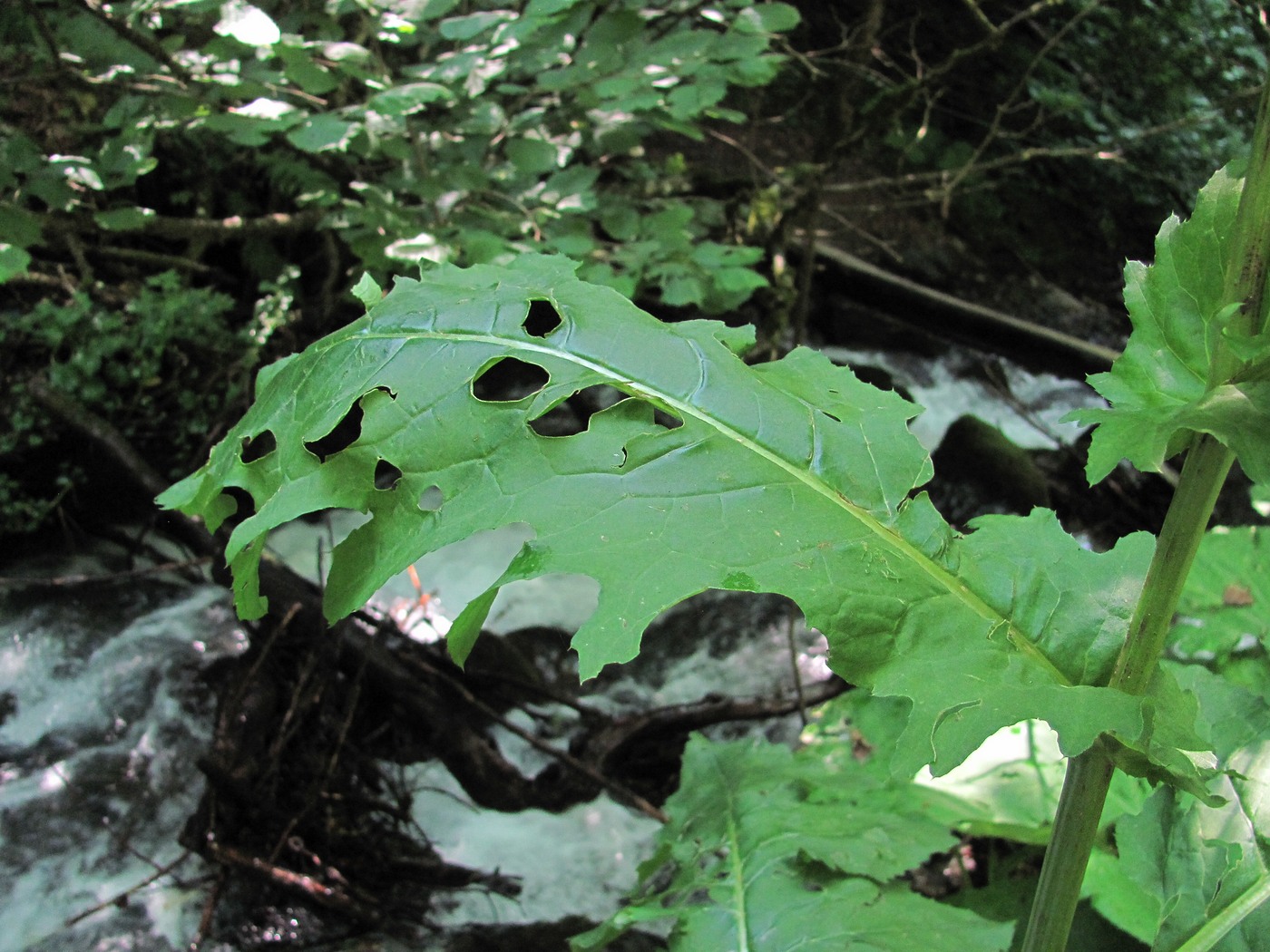 Image of Cirsium sychnosanthum specimen.