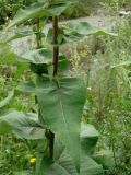 Inula helenium