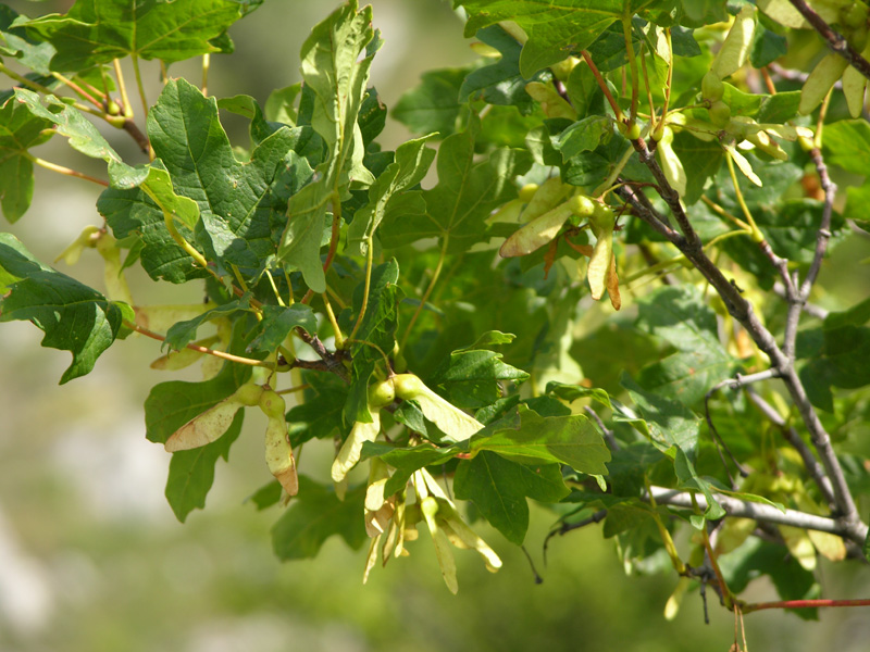 Image of Acer stevenii specimen.