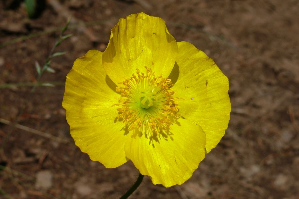 Image of genus Papaver specimen.