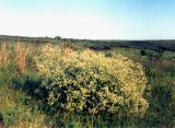 Crambe tataria. Цветущее растение в злаково-луговой степи. Украина, Донецкая обл., Новоазовский р-н, заповедник \"Хомутовская степь\". Конец мая 2002 г.