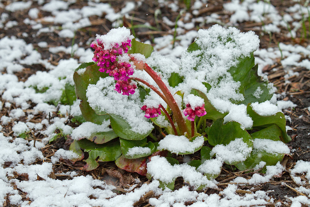 Изображение особи Bergenia pacifica.