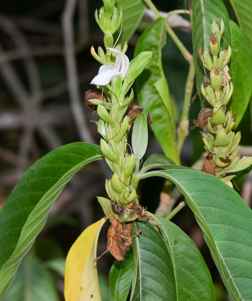 Image of Justicia adhatoda specimen.