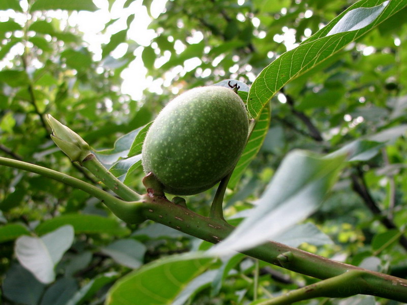 Image of Juglans regia specimen.