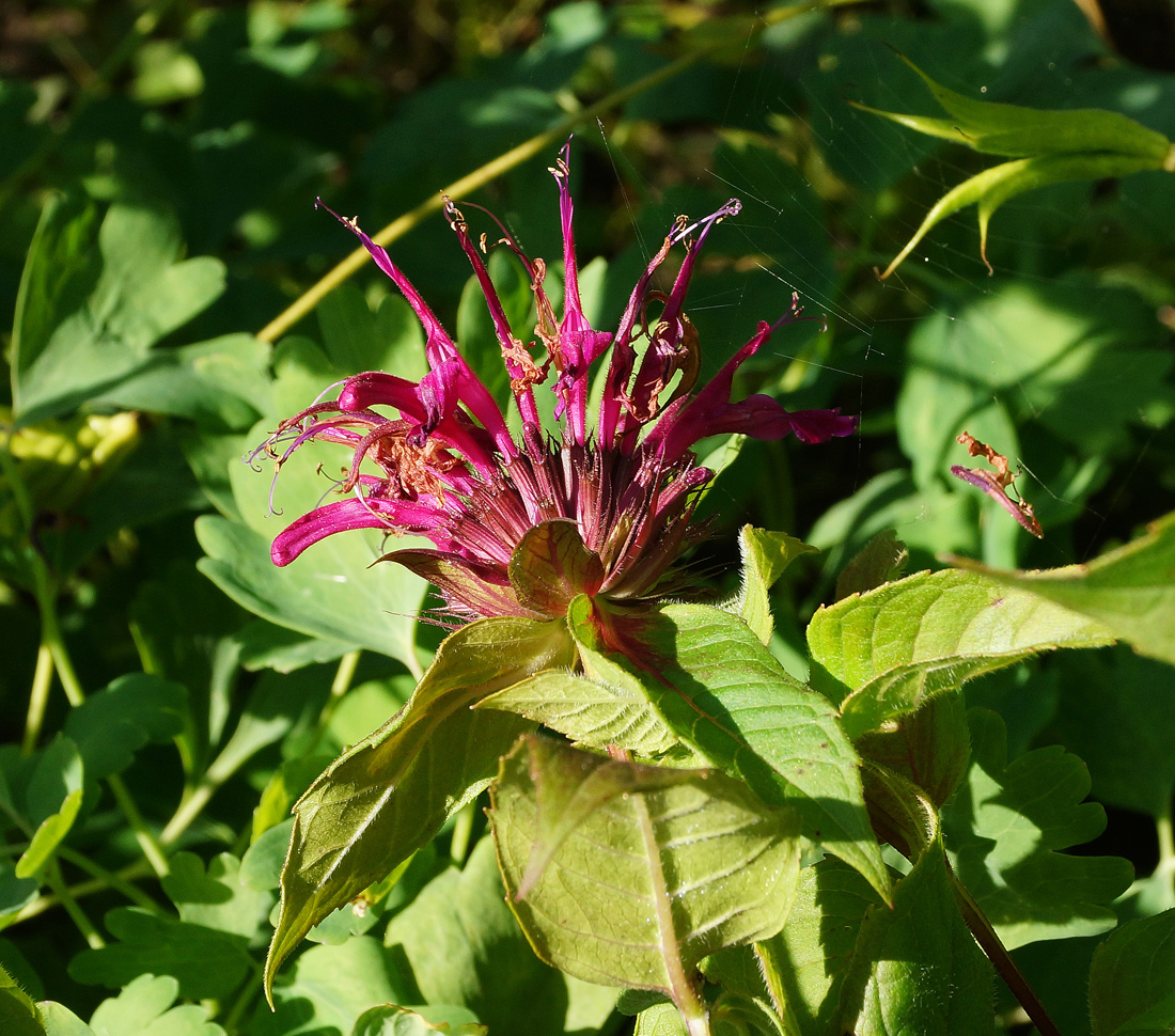 Image of Monarda didyma specimen.