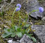 Globularia bisnagarica