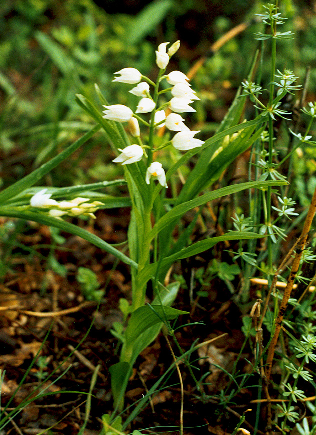 Image of Cephalanthera longifolia specimen.