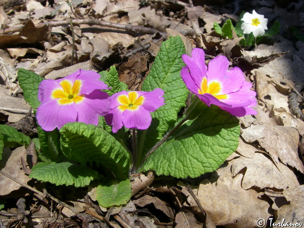 Image of Primula vulgaris specimen.