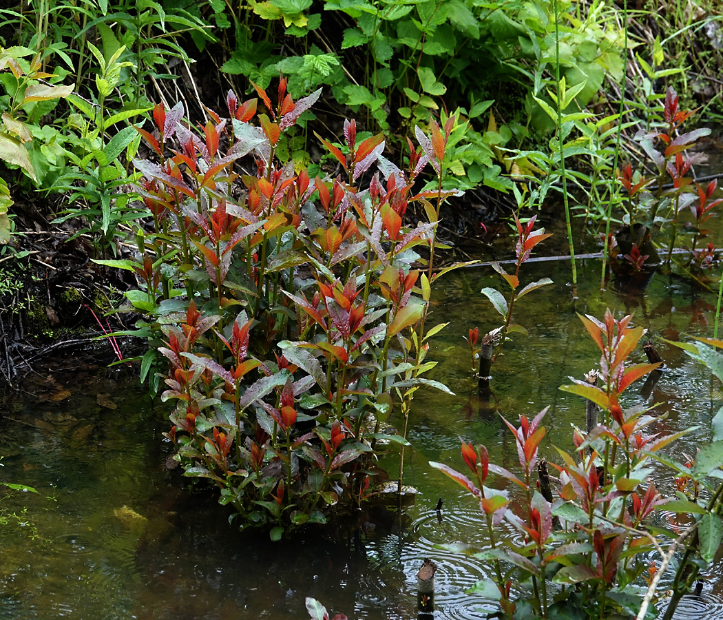 Image of Salix triandra specimen.