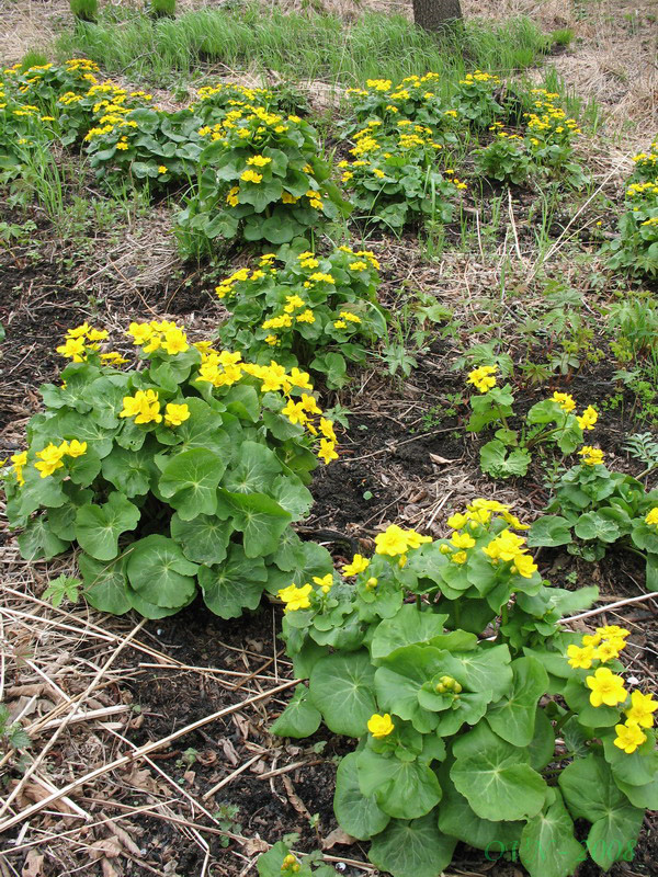 Изображение особи Caltha silvestris.