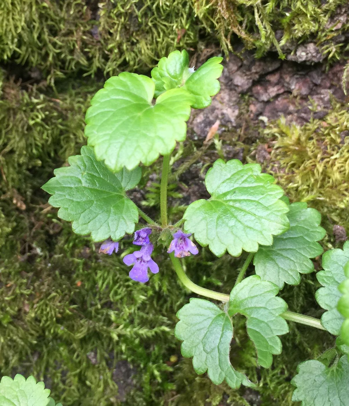 Image of Glechoma hederacea specimen.