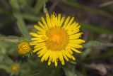 Inula britannica