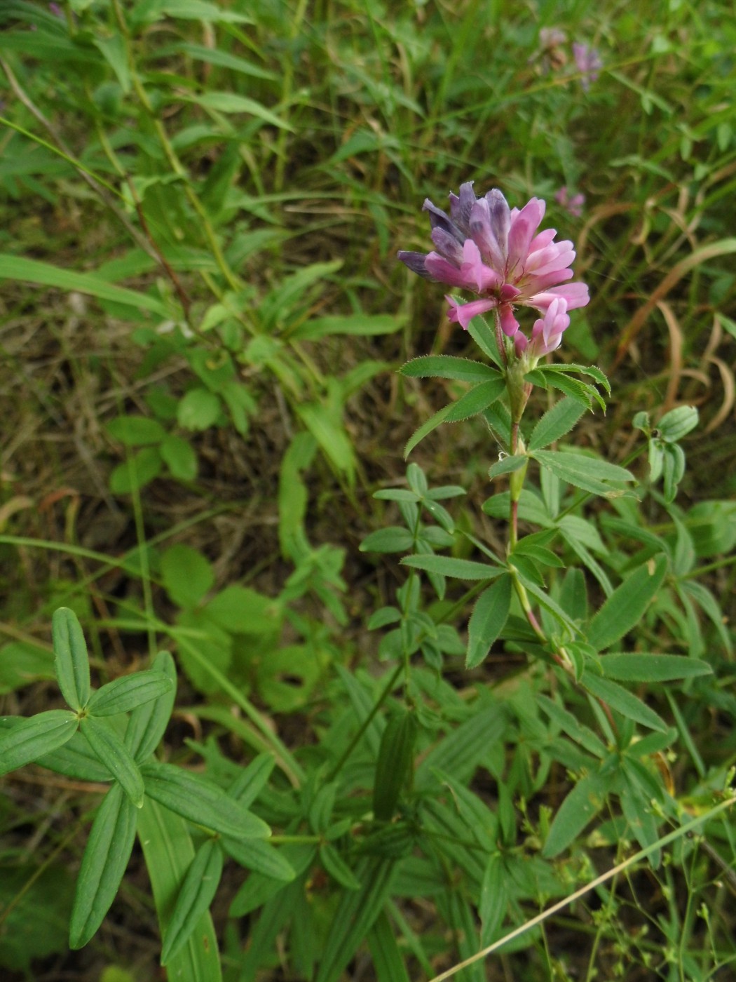 Image of Trifolium lupinaster specimen.