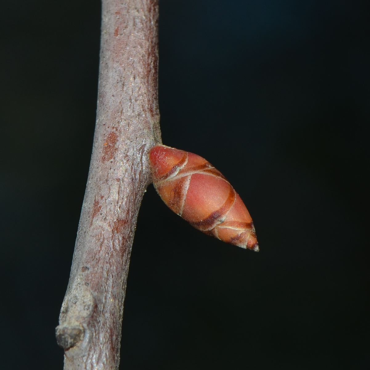 Image of Hakea multilineata specimen.