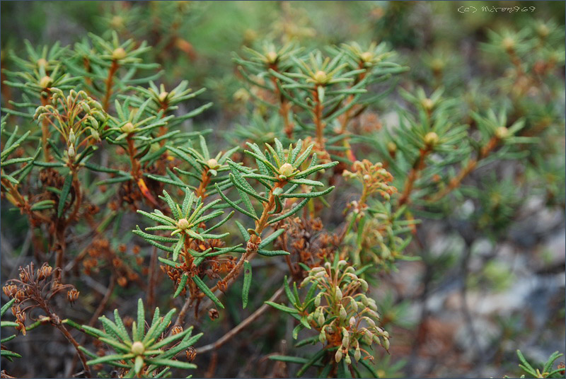 Image of Ledum palustre specimen.