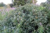 Viburnum lantana