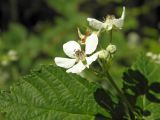 Rubus canescens. Цветки и листья. Украина, г. Киев, ул. Курнатовского, опушка сосновых насаждений, на боровых песках. 15.06.2017.