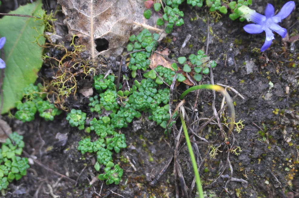 Image of Cyananthus delavayi specimen.