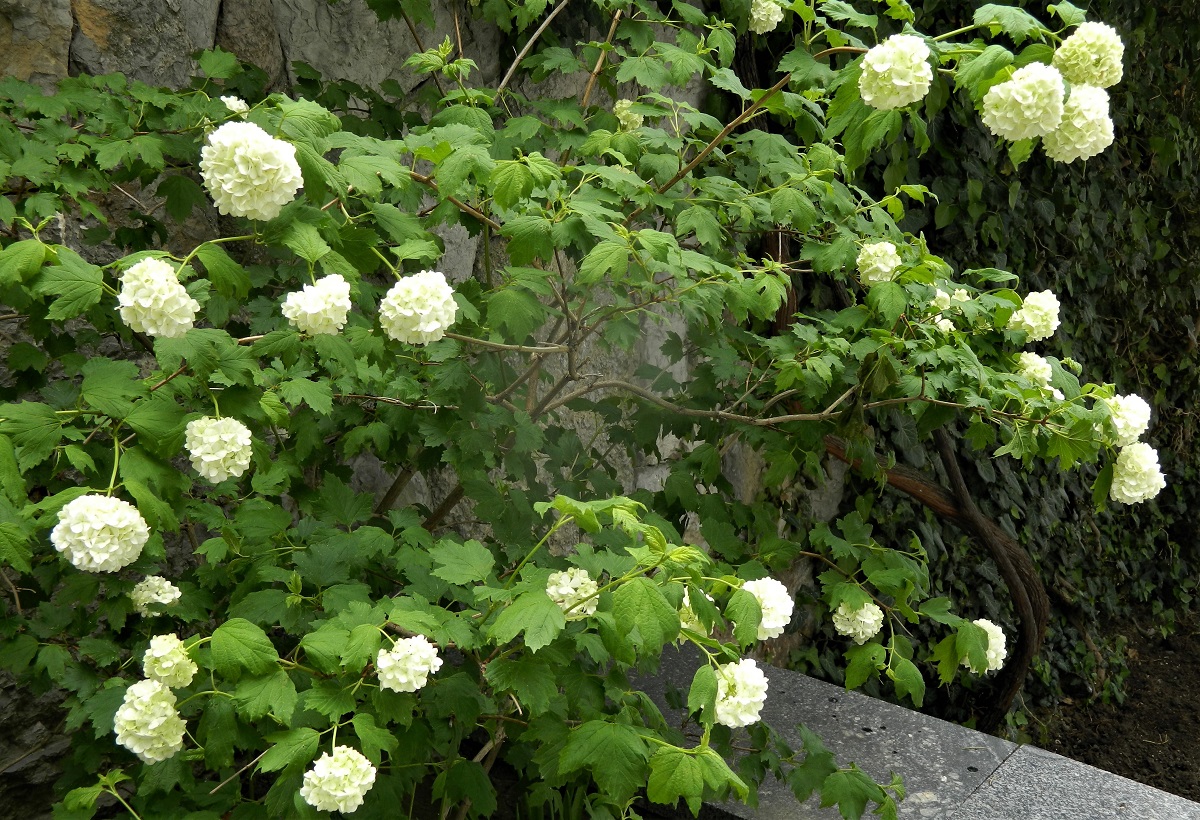 Image of Viburnum opulus f. roseum specimen.